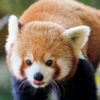 Red panda