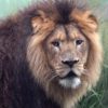 African lion